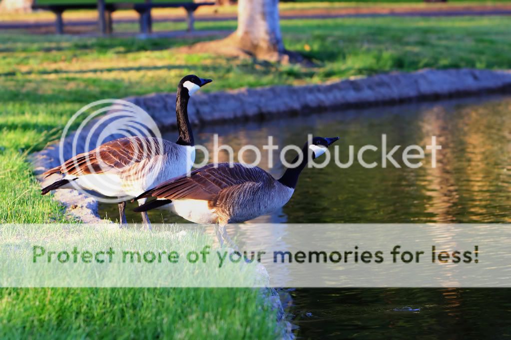 IMAGE: http://i516.photobucket.com/albums/u321/211e500/geesebythelake.jpg