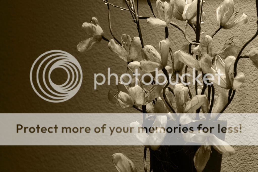 IMAGE: http://i516.photobucket.com/albums/u321/211e500/sepia-cherryblossoms.jpg