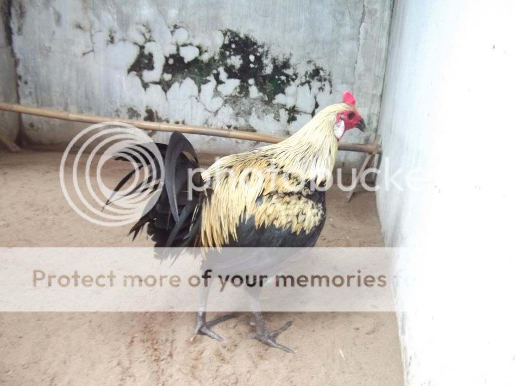 [Q12] Bán gà trống Peru dòng WhiteBlanco 9th, cha mẹ nhập giá 4tr2 - 2