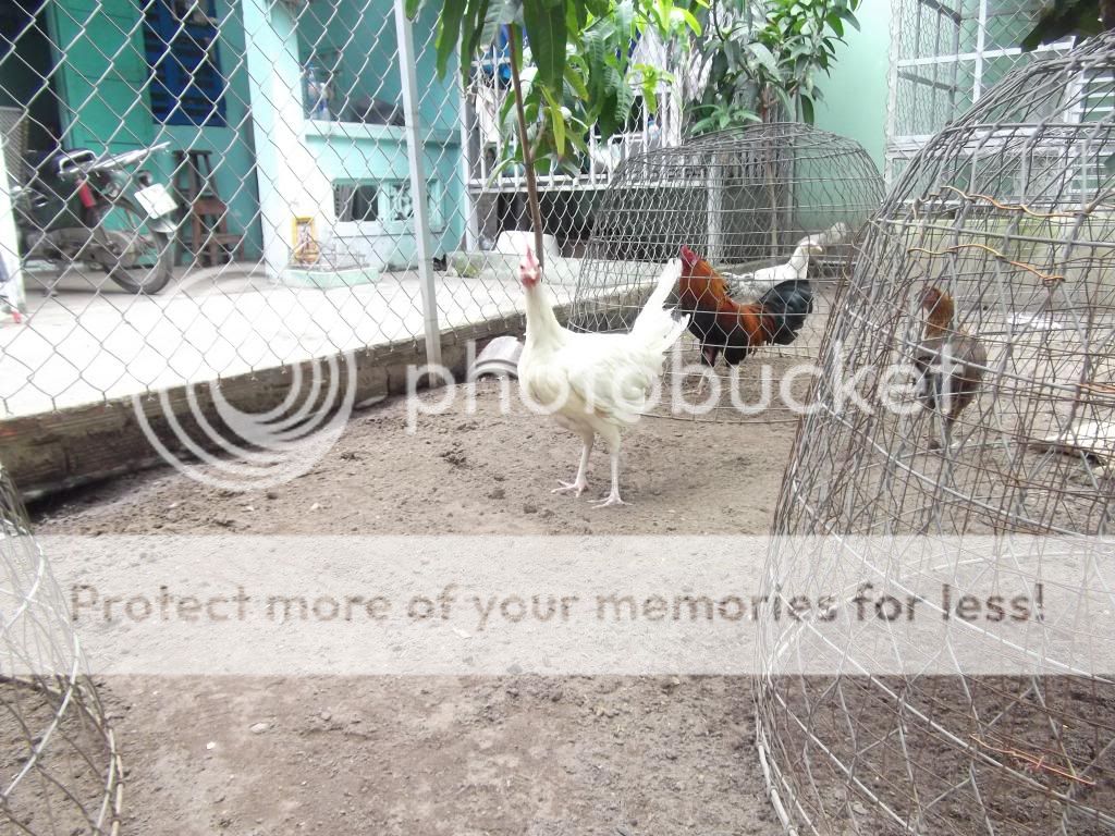 [Q12] Bán gà trống Peru dòng WhiteBlanco 9th, cha mẹ nhập giá 4tr2 - 3