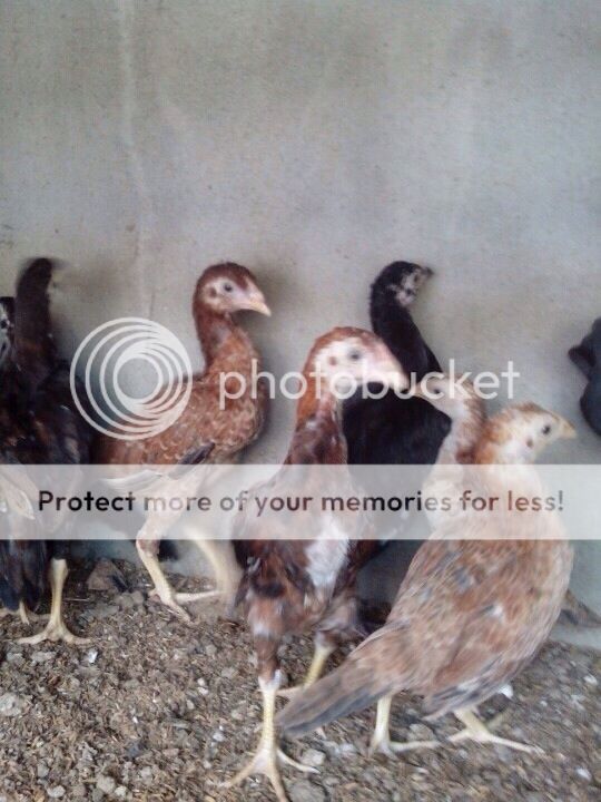 [Q12] Bán 1 con gà trống Asil rặc 3 tháng, nặng 6 lạng, giá 900k - 2