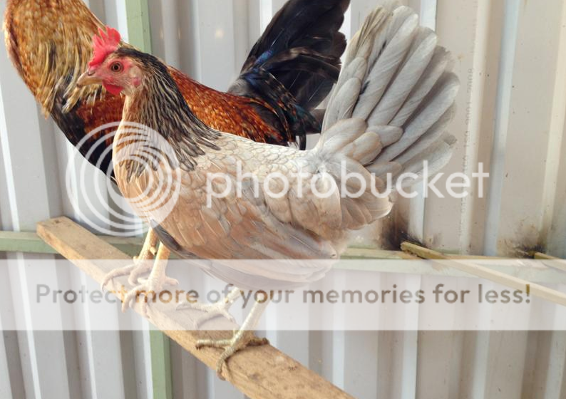 [Q12] Bán 2 con gà trống Peru lai Mỹ 6th nặng 1kg8 giá 1tr5, 1tr4 - 3